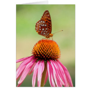 Oben - Fritillary Butterfly