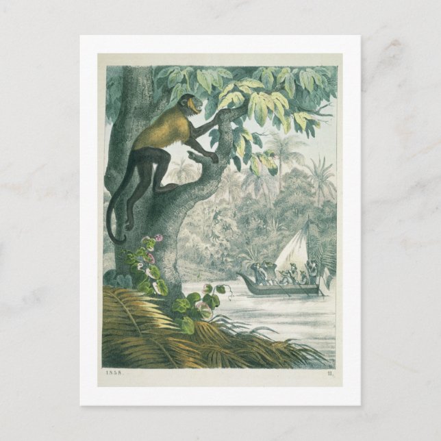 Obere Ausläufer des Amazonas, von 'Das Buch der Wi Postkarte (Vorderseite)