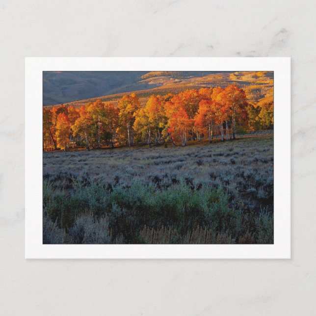 "Obere Sommerwiese" Postkarte (Vorderseite)