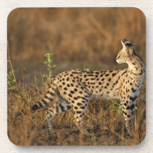 Oberer Mara, Masai-Mara-Naturreservat, Kenia, Untersetzer