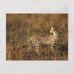 Oberer Mara, Masai-Mara-Wildreservat, Kenia, Postkarte