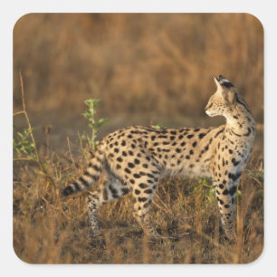 Oberer Mara, Masai-Mara-Wildreservat, Kenia, Quadratischer Aufkleber