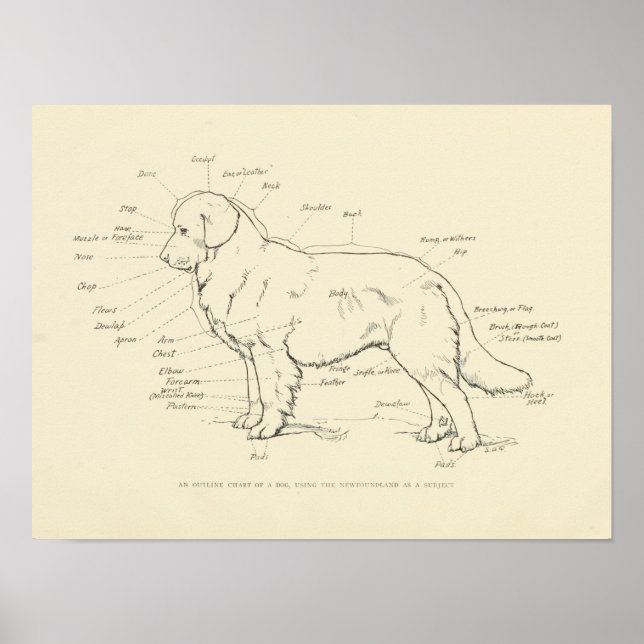 Oberflächenanatomie der Hundekarte Poster (Vorne)