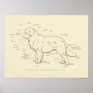 Oberflächenanatomie des Hundes Diagramm Poster