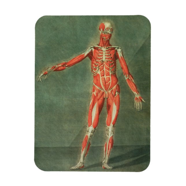 Oberflächliches Muskelsystem an der Vorderseite de Magnet (Vertikal)