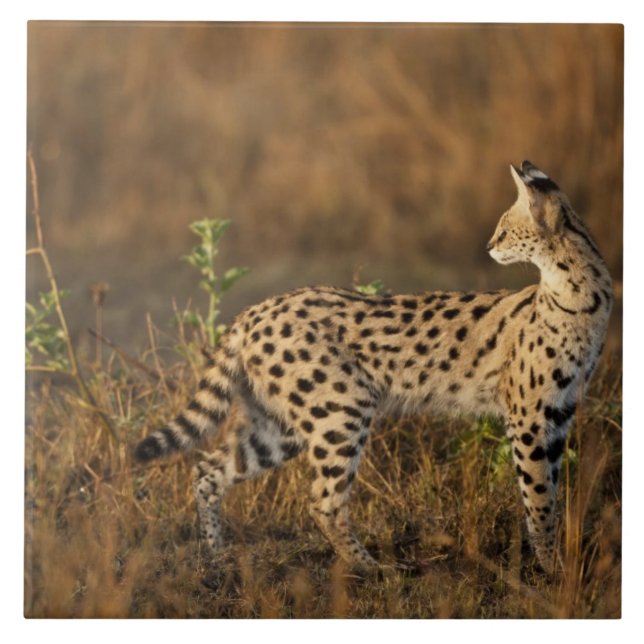 Obermara, Masai Mara Game Reserve, Kenia, Fliese (Vorderseite)