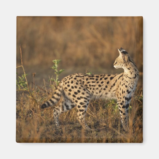 Obermara, Masai Mara Game Reserve, Kenia, Magnet (Vorne)