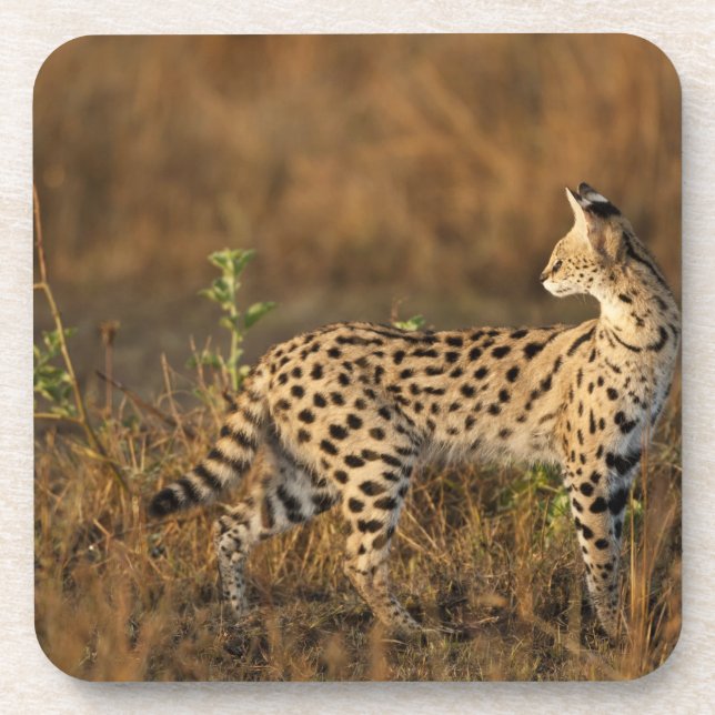 Obermara, Masai Mara Game Reserve, Kenia, Untersetzer (Vorderseite)