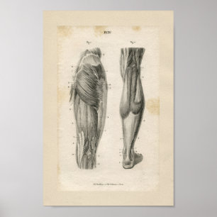 Oberschenkelmuskeln Vintage Anatomie Druck Poster