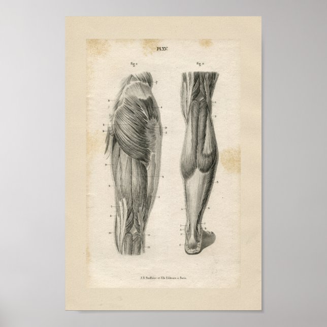 Oberschenkelmuskeln Vintage Anatomie Druck Poster (Vorne)