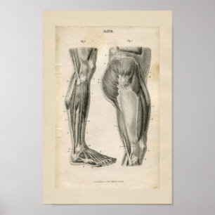 Oberschenkelmuskeln Vintage Anatomie Druck Poster
