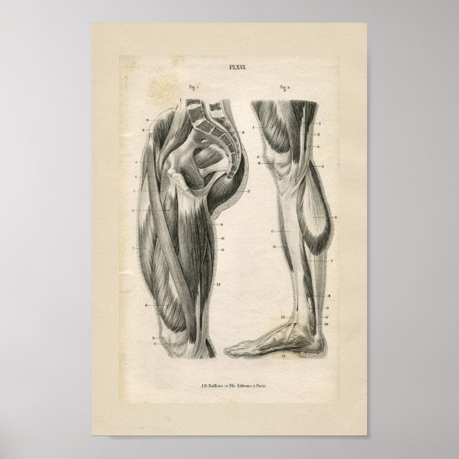 Oberschenkelmuskeln Vintage Anatomie Druck Poster (Vorne)