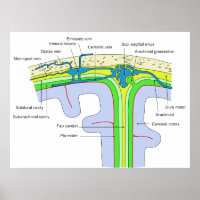 Oberseite des Schädels mit den Gehirnmembranen