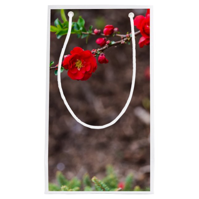 Oberteil Kleine Geschenktüte (Vorderseite)