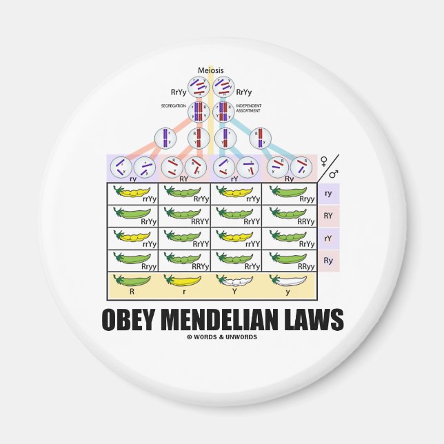Obey Mendelian Laws (Dihybrid Cross Peas) Magnet (Vorne)