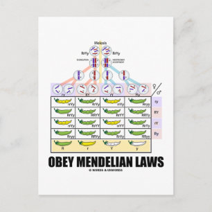 Obey Mendelian Laws (Dihybrid Cross Peas) Postkarte