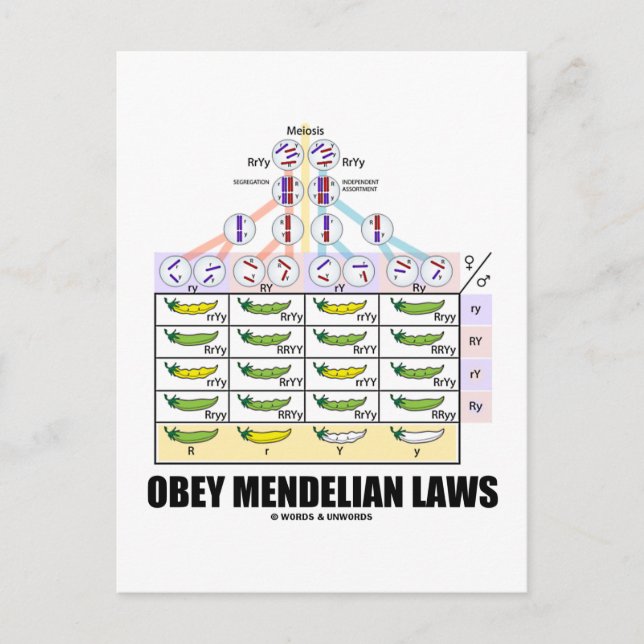 Obey Mendelian Laws (Dihybrid Cross Peas) Postkarte (Vorderseite)