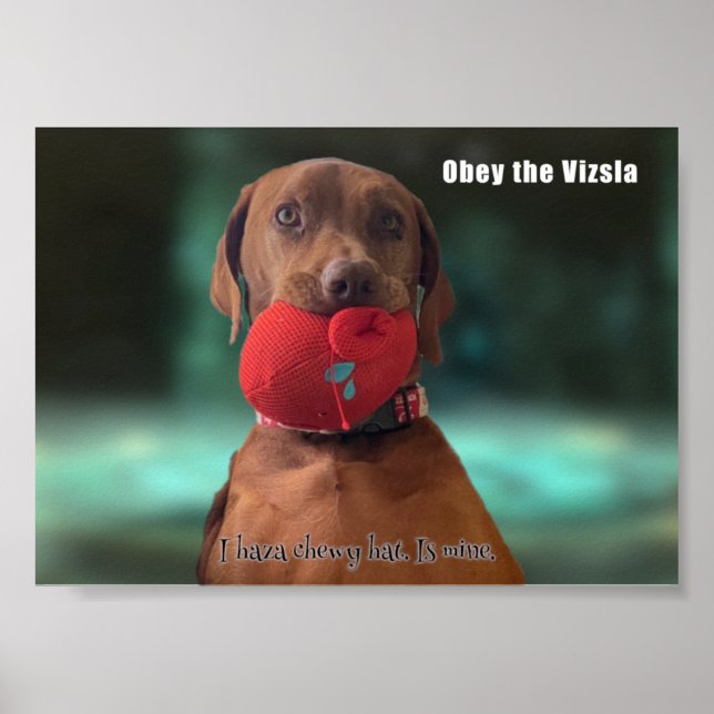 Obey the Vizsla Poster (Vorne)
