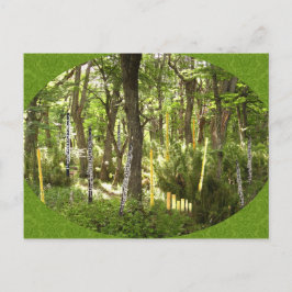 Oboe Forest Postkarte