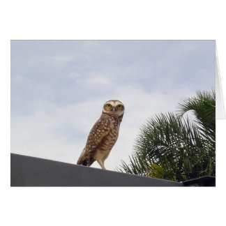 Observant Owl V2