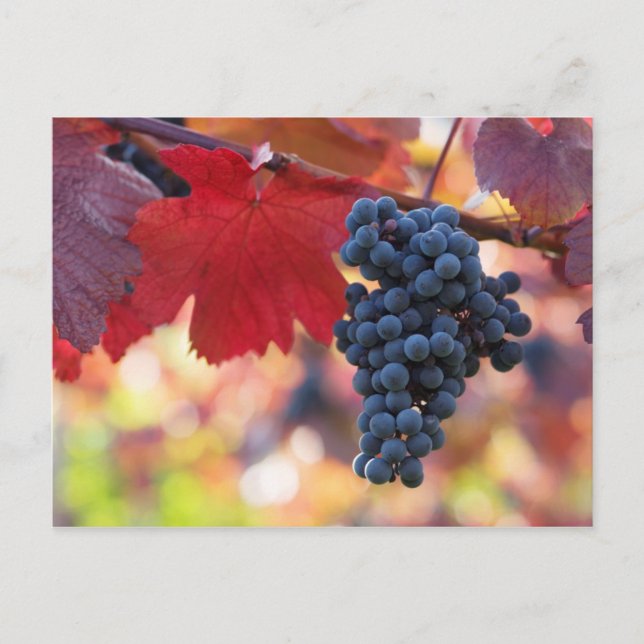 Obst und Lebensmittel Postkarte 72 (Vorderseite)