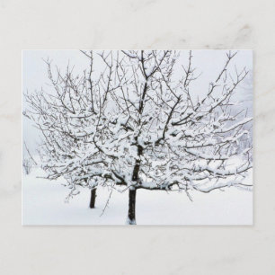 Obstbaum im Winter Bekleidung Postkarte