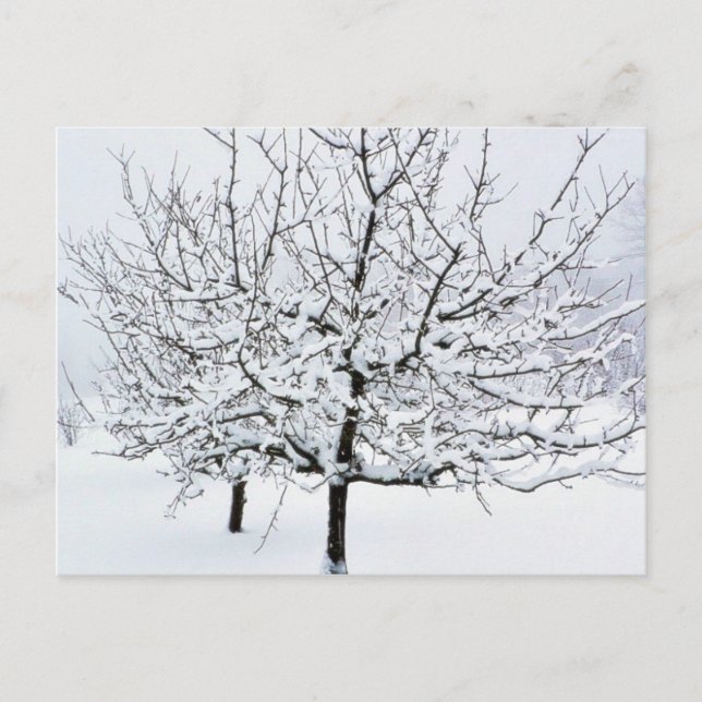 Obstbaum im Winter Bekleidung Postkarte (Vorderseite)