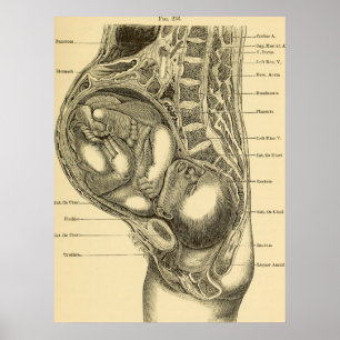 Obstetrics-Illustration Poster
