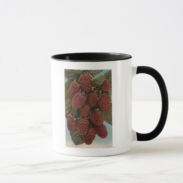 Obstkrebs Lithograph of LoganberriesStaat Tasse (Rechts)