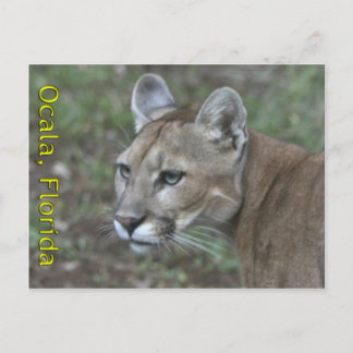 Ocala Panther Postcard Postkarte