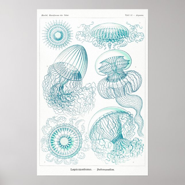 Ocean Animal Vintag Sketch Art Poster (Vorne)