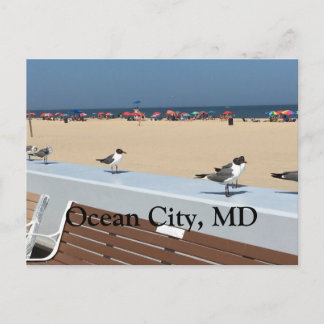 Ocean City Beach, MD mit Vögeln Postkarte