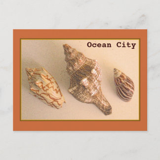 Ocean City Muscheln Postcard Postkarte