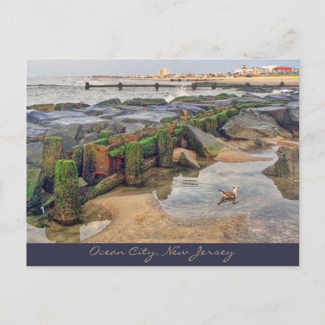 Ocean City, New Jersey Post Card Morning Swimmer Postkarte (Vorderseite)