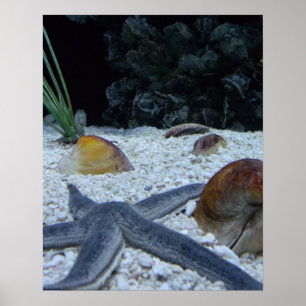 Ocean Life Poster
