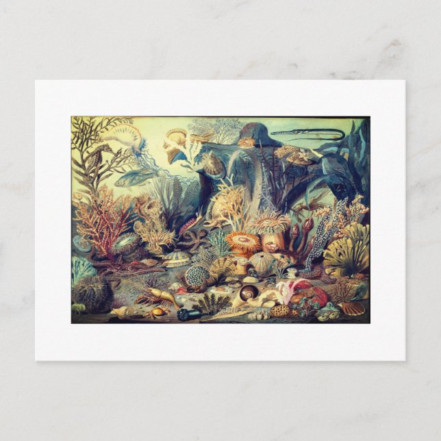 OCEAN LIFE VINTAG POSTKARTE (Vorderseite)