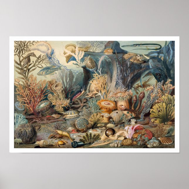 Ocean Life Vintage Malerei mit Meereslebewesen Poster (Vorne)