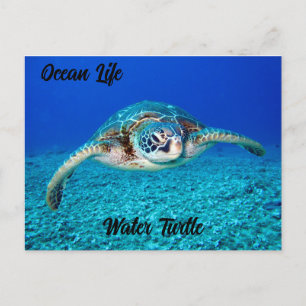 Ocean Life Water Turtle Postkarte