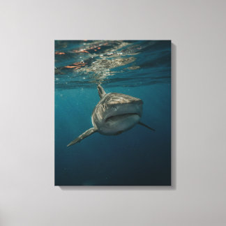 Ocean Predator Stretched Canvas Print Leinwanddruck