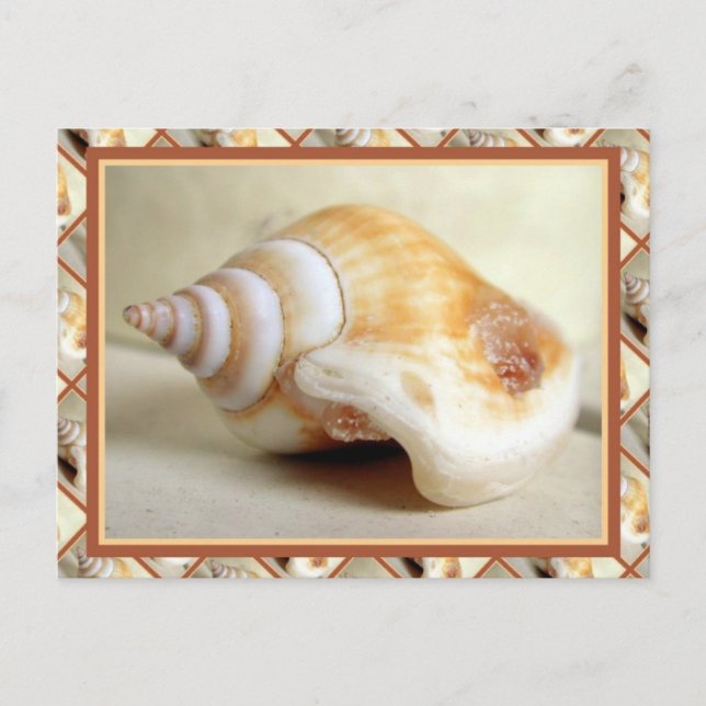 Ocean Seashell Postkarte (Vorderseite)