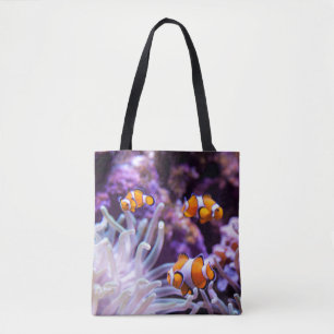 Ocellaris Clownfish Amphiprion Ocellaris