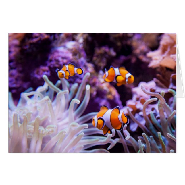 Ocellaris Clownfish | Amphiprion Ocellaris (Vorderseite (Horizontal))