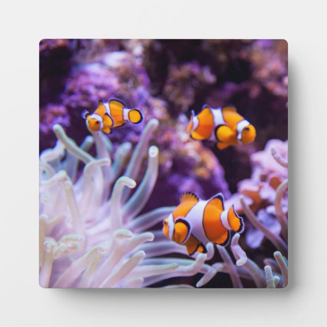 Ocellaris Clownfish | Amphiprion Ocellaris Fotoplatte (Vorderseite)