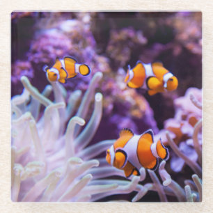 Ocellaris Clownfish   Amphiprion Ocellaris Glasuntersetzer