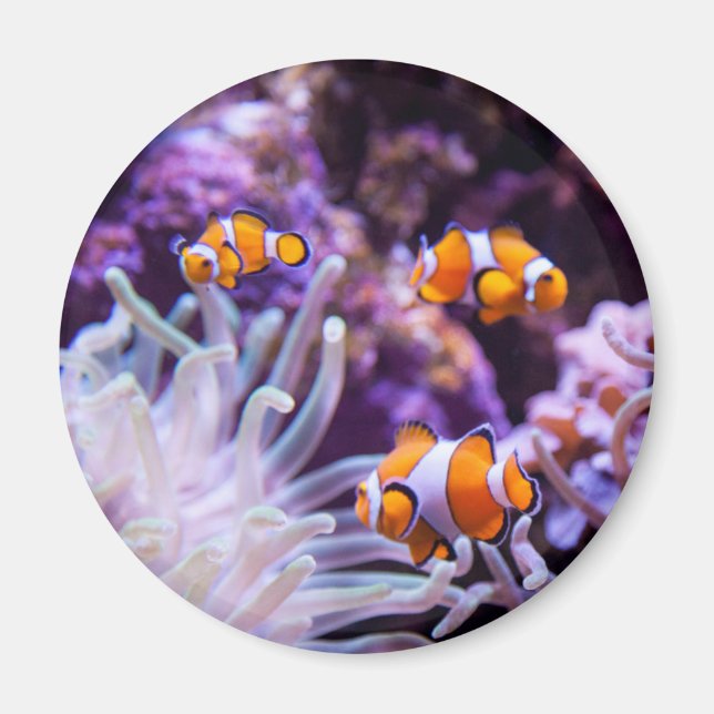 Ocellaris Clownfish | Amphiprion Ocellaris Magnet (Vorne)