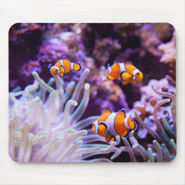 Ocellaris Clownfish | Amphiprion Ocellaris Mousepad (Vorne)