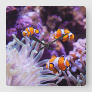 Ocellaris Clownfish   Amphiprion Ocellaris Quadratische Wanduhr