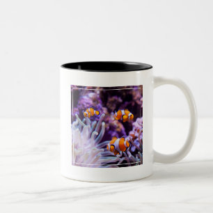 Ocellaris Clownfish Amphiprion Ocellaris Zweifarbige Tasse