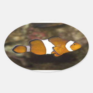 Ocellaris Clownfish Ovaler Aufkleber