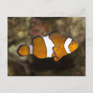 Ocellaris Clownfish Postkarte